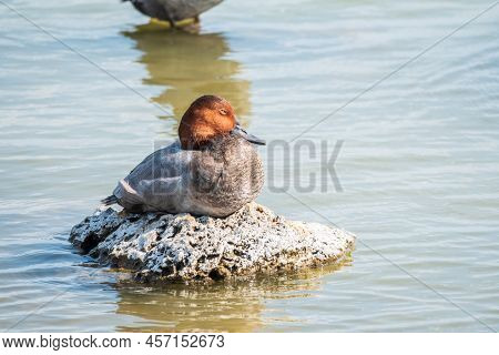 Beautiful Duck With Orange Head, Common Pochard Male, Aythya Ferina, Standing On A Lake Shore. The C