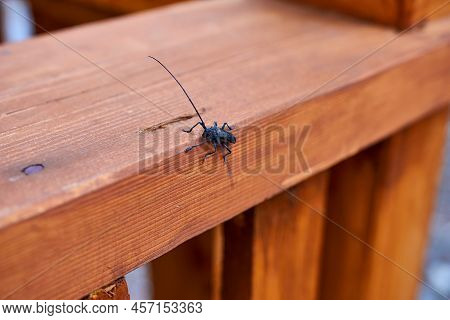 A Forest Black Beetle Close-up On A Wooden Porch.