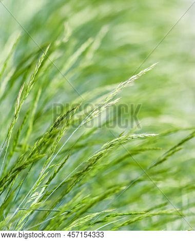 Decorative Grass Blue Fescue. Festuca Glauca Spikelets. Natural Background.