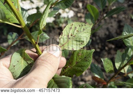 Symptom Of Fungal Disease Is Hole Spotting On Cherry Leaves. Disease Of Stone Fruit Crops Of Claster