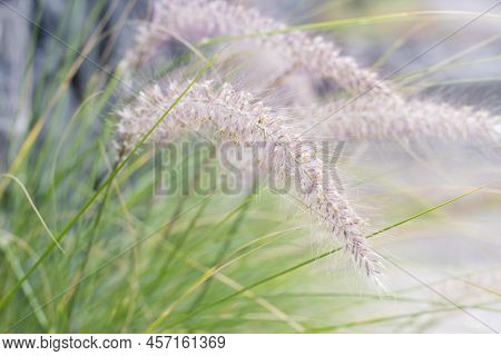 Closeup Blurred Shot Of Fluffy Grass Ears. Natural Background.