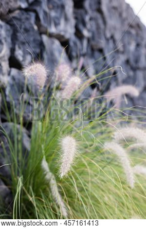 Closeup Blurred Shot Of Fluffy Grass Ears In Front Of Black Stone Wall. Natural Background.