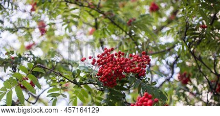 A Branches Of Rowan With Red Berries Background Blue Sky Banner. Autumn And Natural Background. Autu
