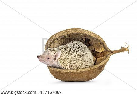 Cute Tenrec Sitting In Empty Buddha Nut Shell. Isolated On A White Abckground.