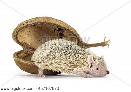 Cute Tenrec Stepping Out Of An Empty Buddha Nut Shell. Isolated On A White Abckground.