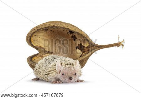 Cute Tenrec Standing In Front Of An Empty Buddha Nut Shell. Isolated On A White Abckground.