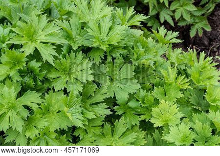Neapolitan Wolf's Bane ( Aconitum Lycoctonum Subsp. Neapolitanum) Grows In A Garden