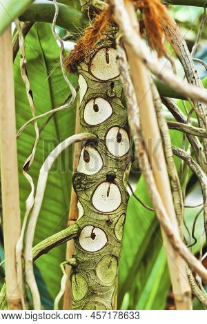 Trunk Of Exotic Plant With Botanic Name 'thaumatophyllum' With Shed Leaves Leaving Scars  That Look 
