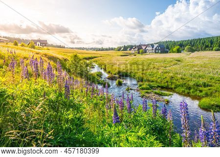 Sunny Evening In Jizerka Village. Idyllic Meadows With Flowering Violet Lupinus And Blue Water In Ji