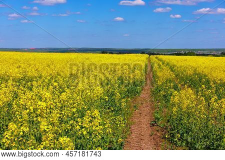 Blooming Yellow Rapseed Canola Field With Tractor Gauge And Blue Sky With White Clouds, Focus Stacki