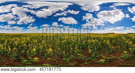 360 By 180 Seamless Degree Full Spherical Panorama Of Summer Day Blossomong Yellow Rapseed Colza Fie