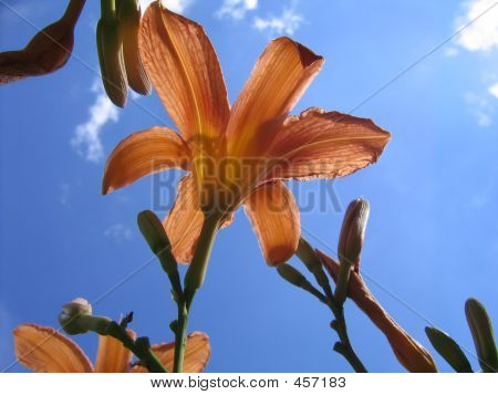 Lily kukka