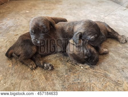 Portrait Of Cute Puppies Dog Sleeping On Summer Day