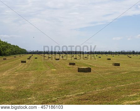 Bales Of Hay In The Field. Hay Is Compacted Into Rectangular Bales In An Agricultural Field Under A 