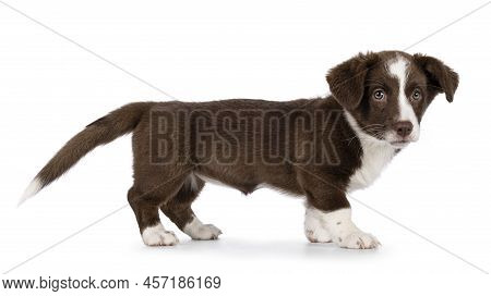 Cute Brown With White Welsh Corgi Cardigan Dog Pup, Standing Side Ways.  Looking Towards Camera. Iso