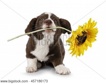 Cute Brown With White Welsh Corgi Cardigan Dog Pup, Sitting Up With Large Sunflower In Mouth. Lookin
