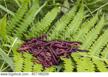 Breeding Red Worms Dendrobena. Fertile Soil. Natural Soil Improvement. Fishing Worms