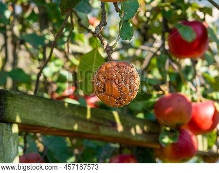 Fruit Infected By The Monilia Fructigena. One Rotten Fruit Infects Others. Apple Damaged By Fungal D
