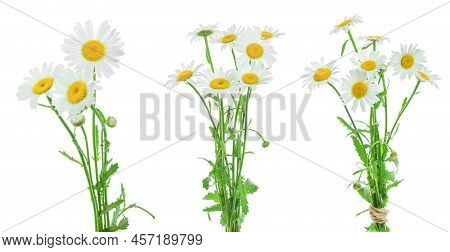 Chamomile Or Daisies With Leaves Isolated On White Background. Set Or Coollection