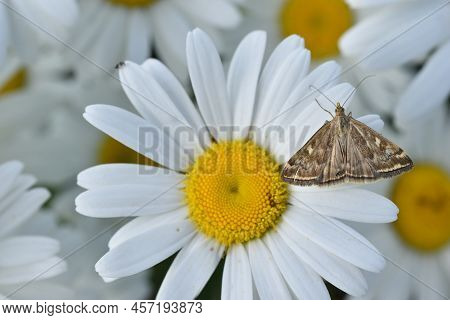 The Butterfly Of The Meadow Moth Loxostege Sticticalis On A Daisy In Summer. Butterfly Meadow Moth L