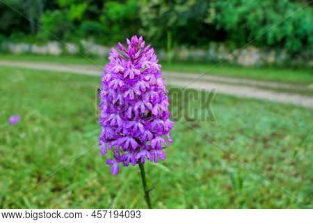 Pyramidal Orchid (anacamptis Pyramidalis) Covered In Water Following Heavy Rainfall