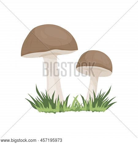 Vector Birch Mushroom Isolated On White. Hand Drawn Cartoon Birch, Porcini Mushrooms. Design Templat