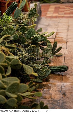 Old Large Prickly Pear Cactus Bush On Vintage Brown Tile. Detailed Bright Shoot, Plant Hobby, Outdoo