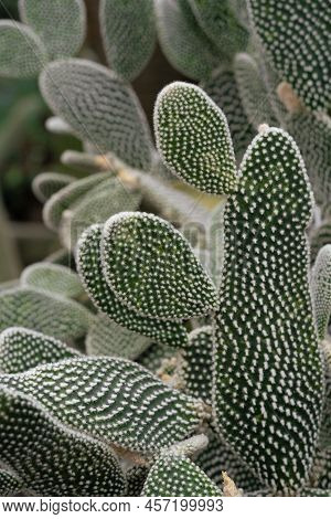 Detailed Textured Plant Background With Green Opuntia Cacti Succulent With White Spike On It. Modern