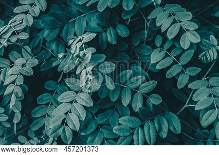 Abstract Green Leaves Of Rose Hip Background. Natural Dog-rose Textured Foliage. Dark Toned Canker R