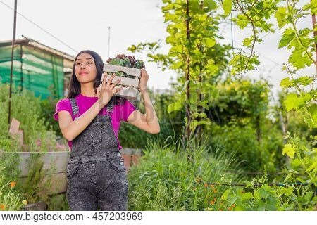 Volunteer In Organic Vegetables Garden Agriculture. Venezuelan Latin Woman Harvesting. Urban Garden