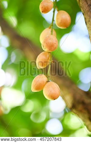 Rambeh Fruit Hang On The Rambeh Tree Tropical Fruit In Thailand, Fresh  Ripe Rambi In The Summer
