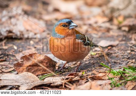 Common Chaffinch, Fringilla Coelebs, Sits On The Ground In Spring. Common Chaffinch In Wildlife.