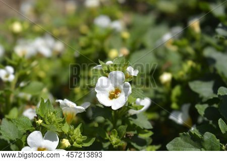 Ornamental Bacopa White Flowers In The Garden