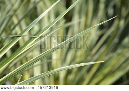 Slender Sweet Flag Aureovariegatus Leaves In The Garden