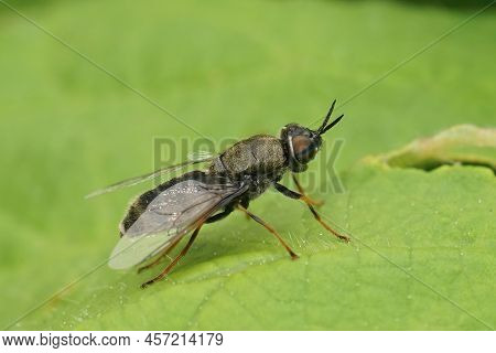 Lateral Detailed On A Shy Female Black Colonel Sodier Fly, Odontomyia Tigrina Sitting On A Green Lea