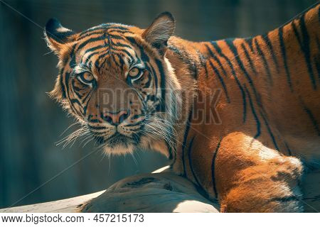 Lying Tiger Staring Into The Shot. Modern Photo With Tiger. Dangerous Feline. Photo With Tiger. Popu