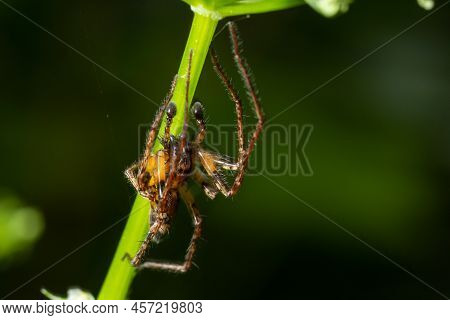 Close Up Macro Shot Of A Brown Forest Spider On A Flower Stalk. Summer Sunny Day