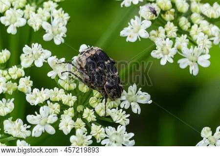 Closeup On A Small Scarab Beetle, Valgus Hemipterus, Sitting On A White Flower In The Field