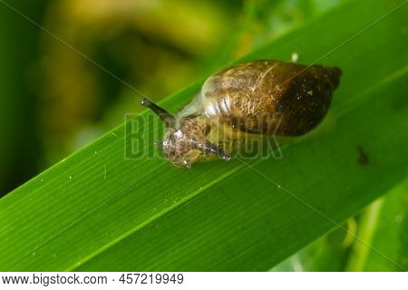 Amber Snail, Succinea Putris, Shell On A Leaf On A Summers Day