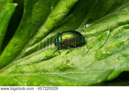 The Beetle Chrysolina Fastuosa Close Up Pictures On The Green Leaves