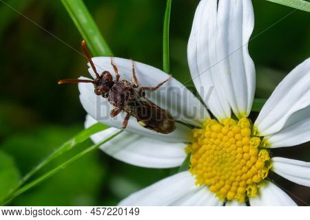 Flower Of Common Daisy, English Daisy, Bellis Perennis. With The Cuckoo Bee Nomada Sheppardana Of Th
