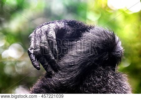 Detail Of The Hands Of Two Chimpanzees, Pan Trolodytes, In Kibale National Forest, Uganda. These Cre