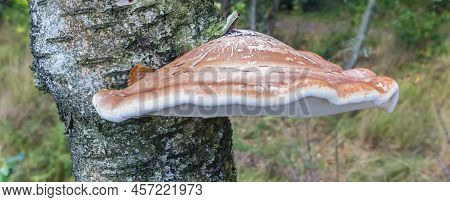 Panorama Of A Birch Bracket Fungus (piptoporus Betulinus) On A Tree In Appelbergen, Netherlands
