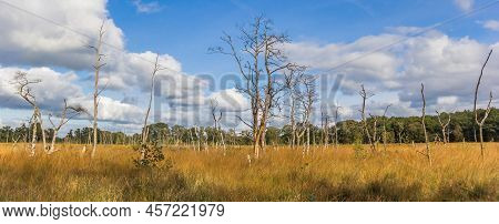 Panorama Of Dead Trees In Autumn In Nature Reserve Appelbergen, Netherlands