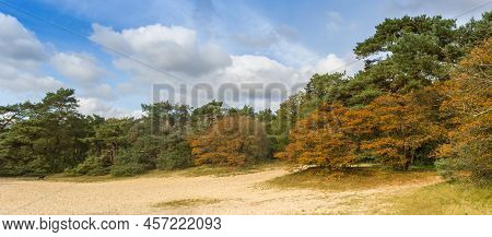 Panorama Of Trees In Autumn Colors Near Schipborg In Drenthe, Netherlands