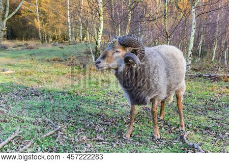 Sheep With Curled Horns In The Forest Of Borger, Netherlands