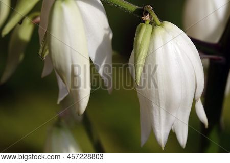 Yucca Filamentata Is A Perennial Evergreen, Monoecious, Almost Stemless Plant With A Woody Base, A S