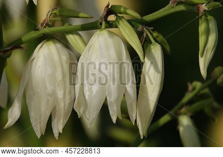 Yucca Filamentata Is A Perennial Evergreen, Monoecious, Almost Stemless Plant With A Woody Base, A S