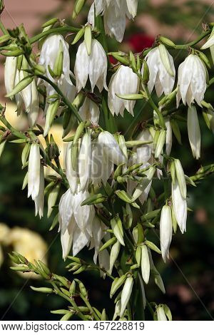 Yucca Filamentata Is A Perennial Evergreen, Monoecious, Almost Stemless Plant With A Woody Base, A S