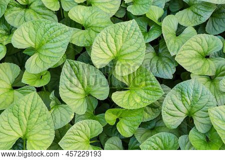 Heart-shaped Leaves Of The Asarum, Also Known As Wild Ginger In A Shade Garden, Top View Close-up